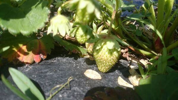 自然栽培　いちご