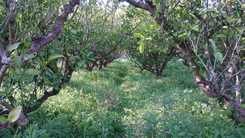 自然栽培のはっさく畑