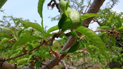 自然栽培　あらかわの桃