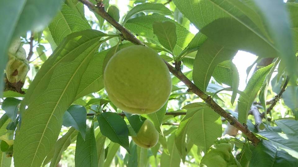 桃が大きく